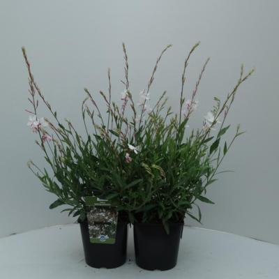 Gaura lindheimeri 'Whirling Butterflies'